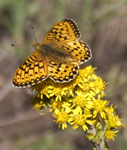 Fritillary 6557